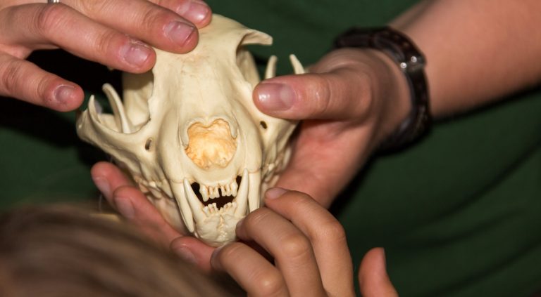 Uebernachten im Wildpark 768x423