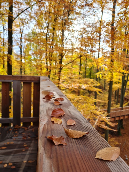 Baumwipfelweg grow happy Lisa Semmler