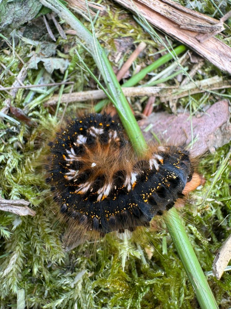 Naturforscher AG grow happy Lisa Semmler 768x1024